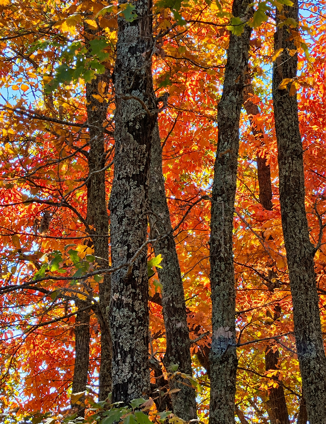 Talking Trees — looking up through lichen-covered trunks into a canopy of orange fall leaves