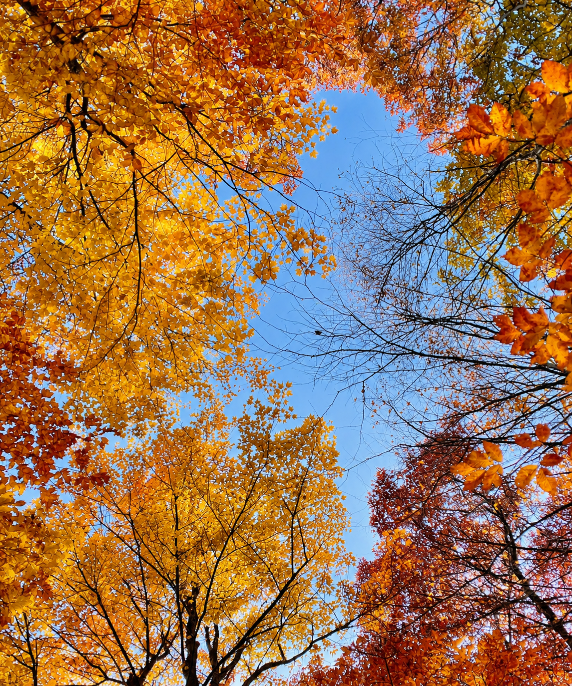 Window to the Sky — looking upward through autumn tree canopy into open blue sky