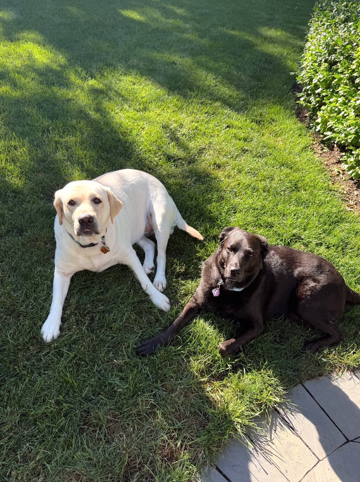 Mia & Harlow, a West Sky animal story