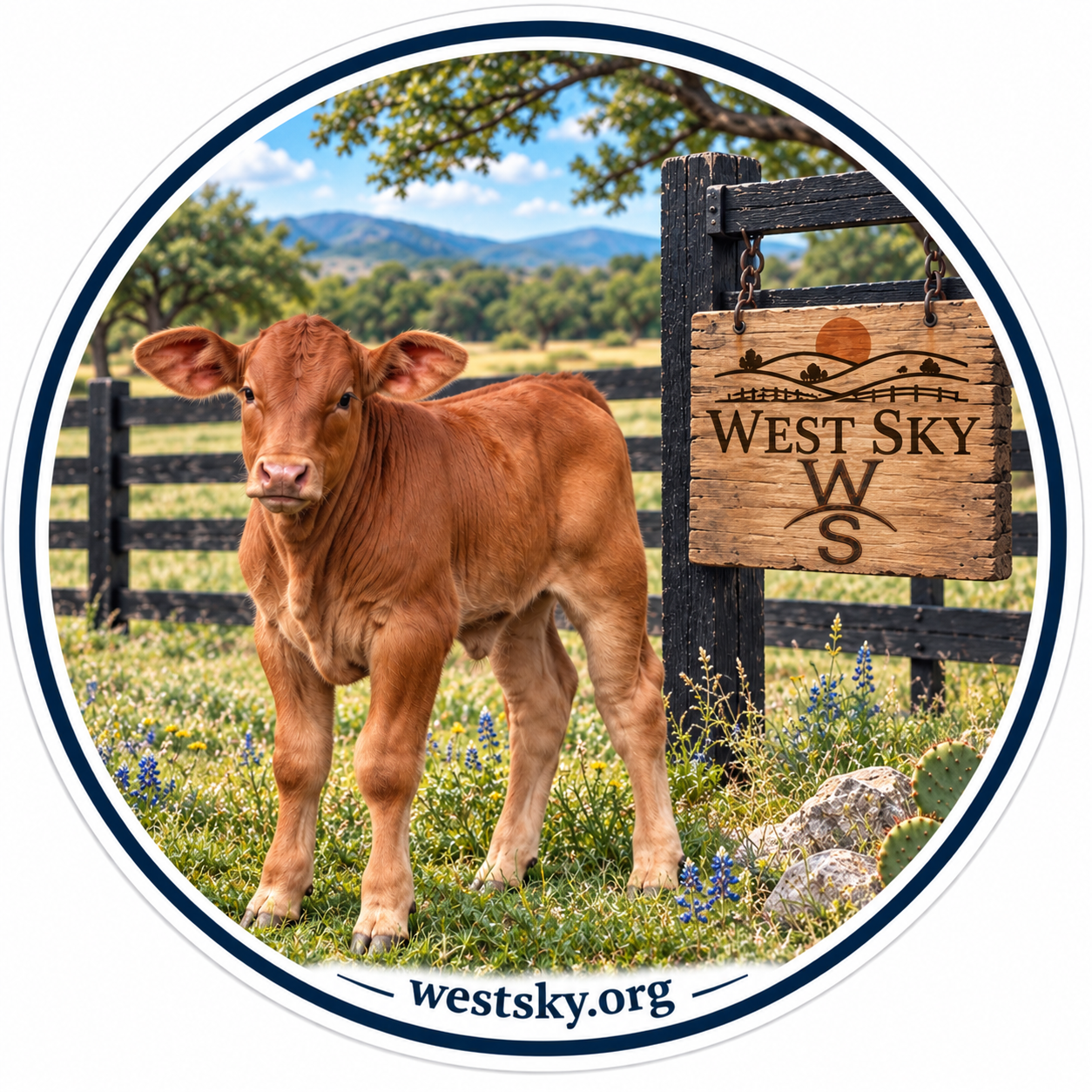 Red Brangus Calf sticker — red calf standing by West Sky sign with bluebonnets and cactus