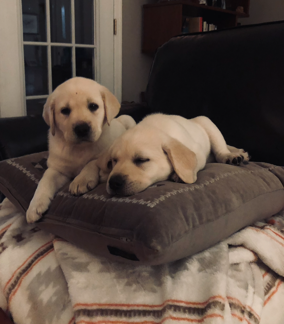 Mia and Maggie as six-week-old puppies